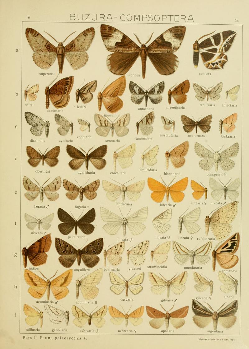 Diegrossschmette04seitz 0055