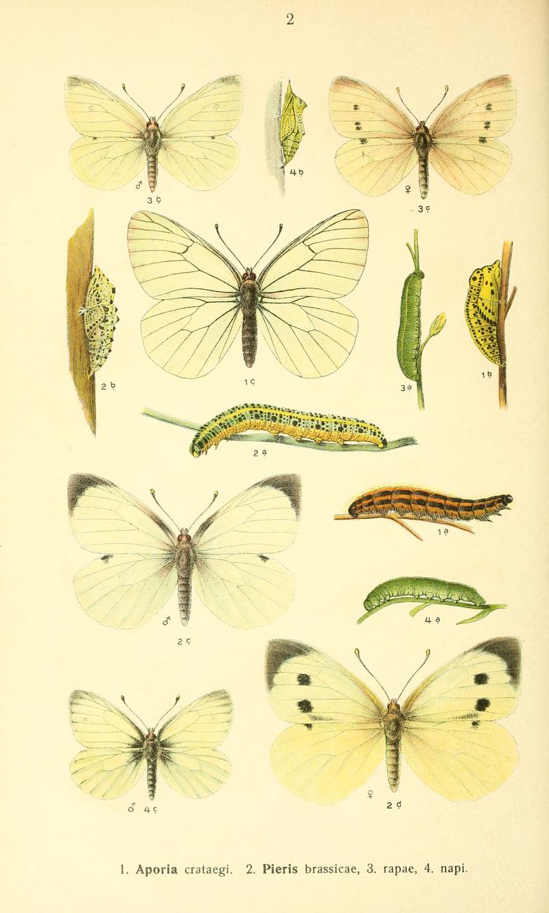 Dieschmetterling14ecks 0130