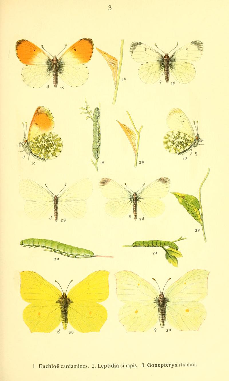 Dieschmetterling14ecks 0131