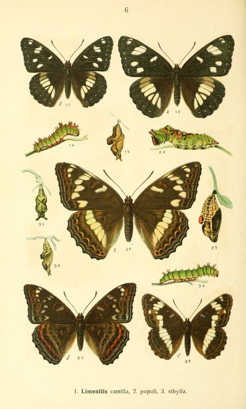 Dieschmetterling14ecks 0134