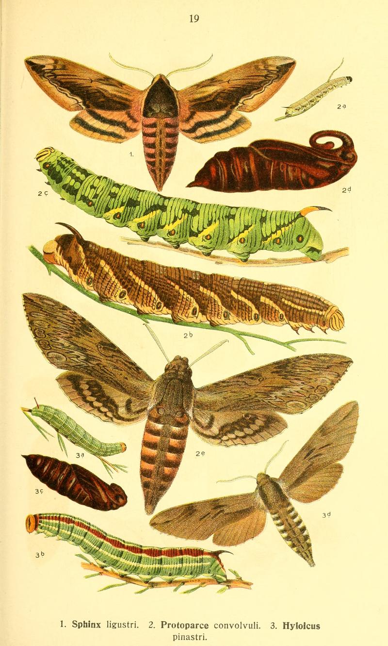 Dieschmetterling14ecks 0233