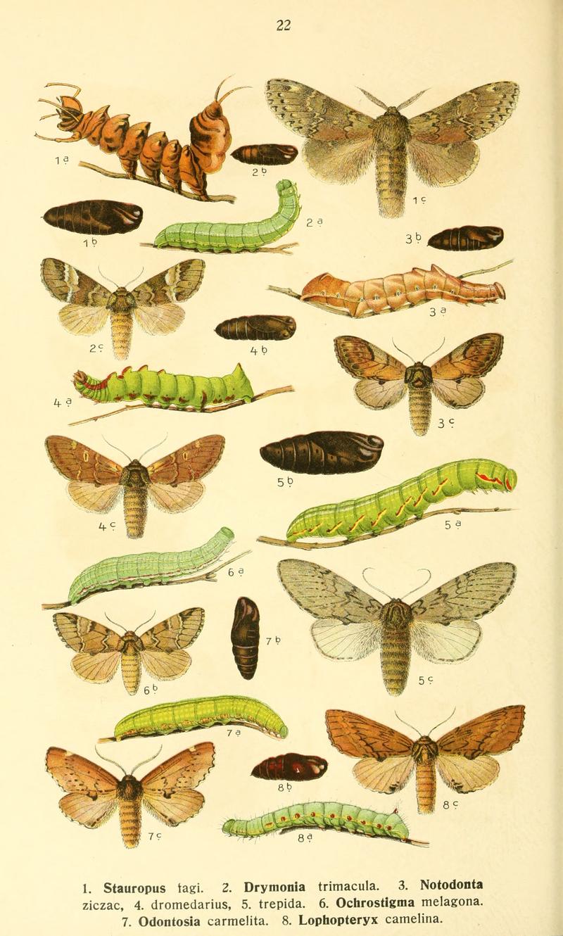 Dieschmetterling14ecks 0236