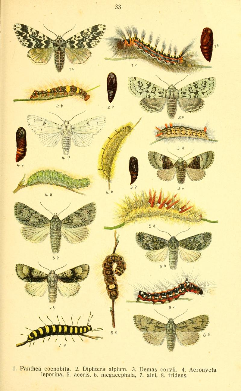 Dieschmetterling14ecks 0329