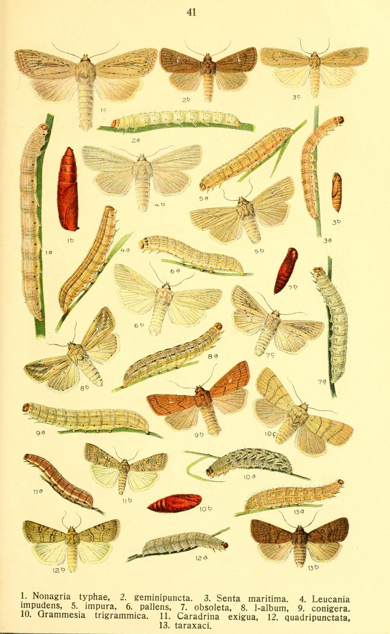 Dieschmetterling14ecks 0337