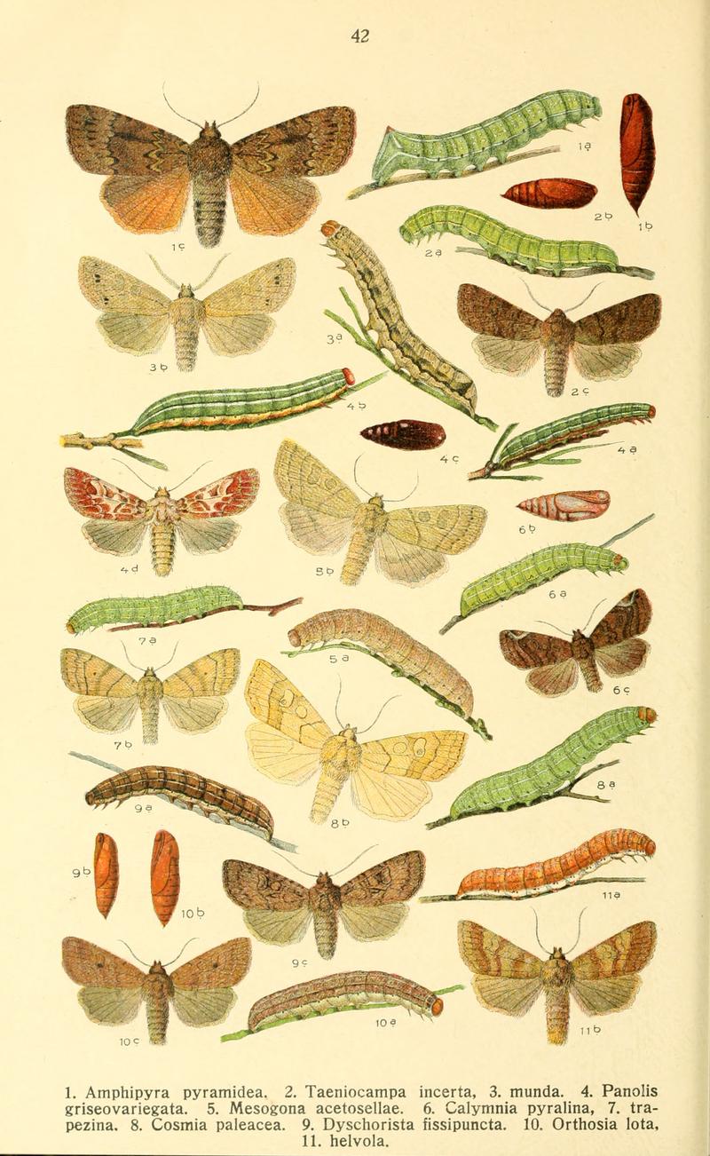 Dieschmetterling14ecks 0338