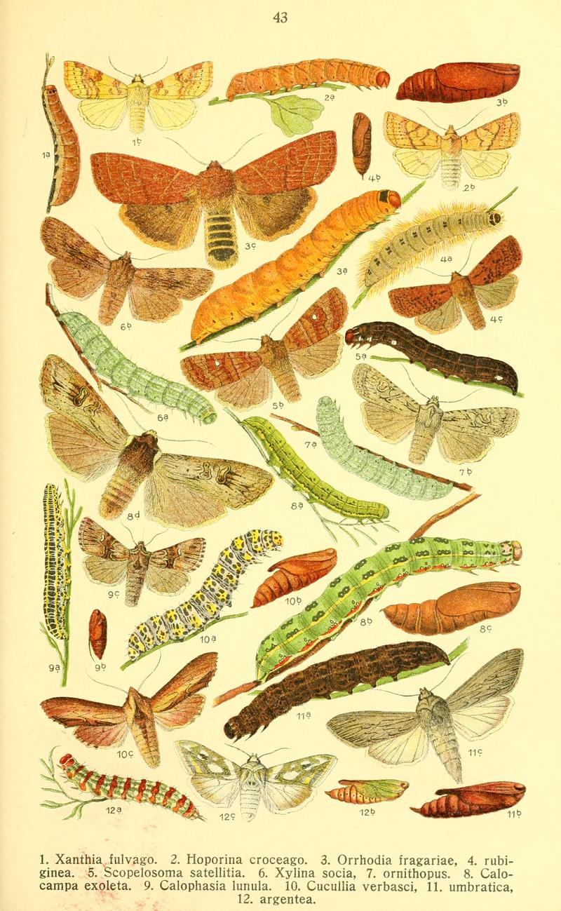 Dieschmetterling14ecks 0339