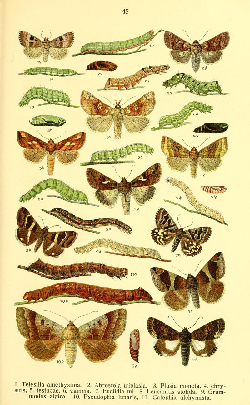 Dieschmetterling14ecks 0341