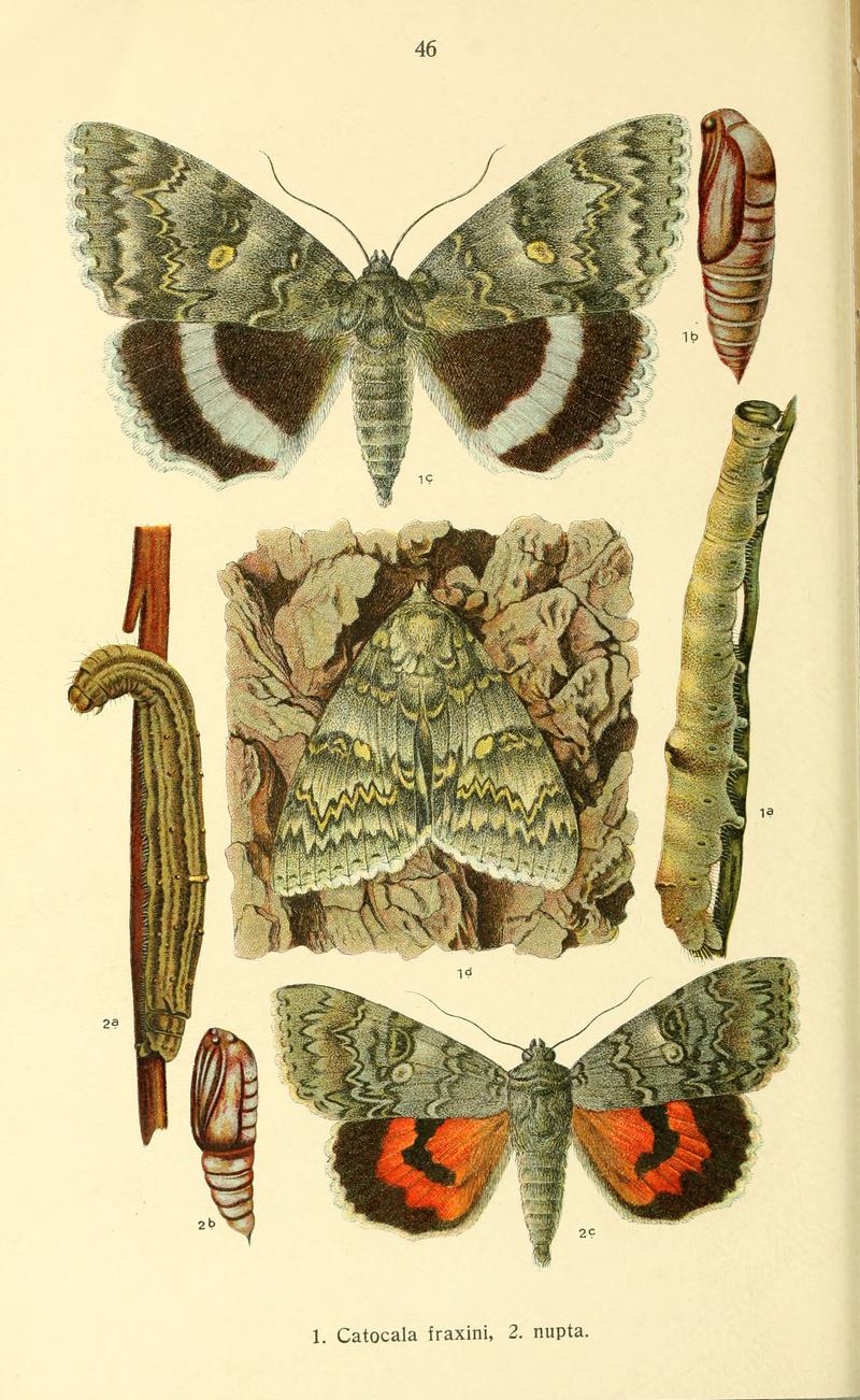 Dieschmetterling14ecks 0342