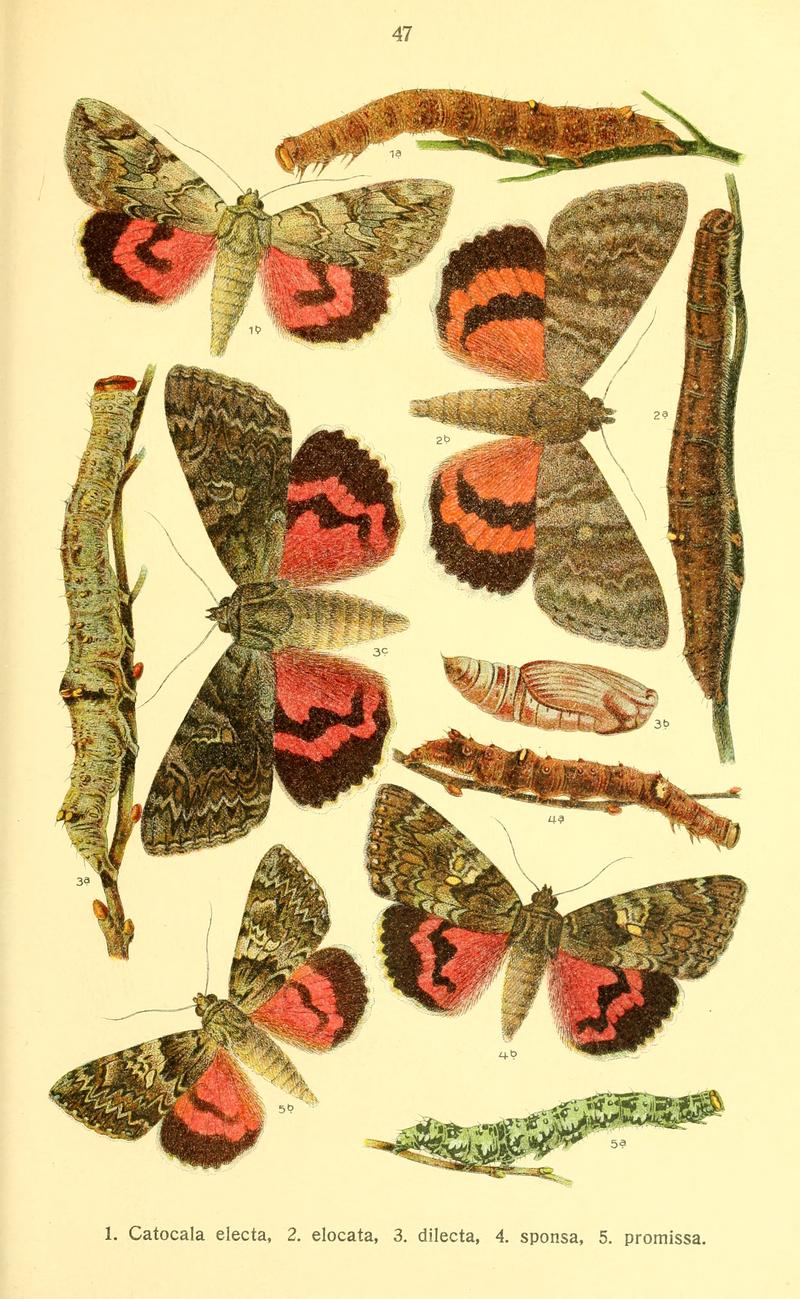 Dieschmetterling14ecks 0343