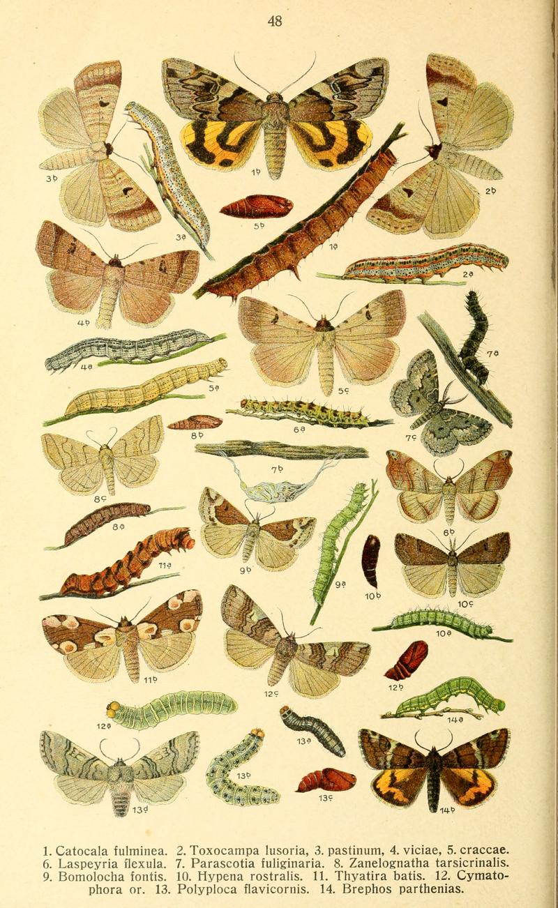 Dieschmetterling14ecks 0344