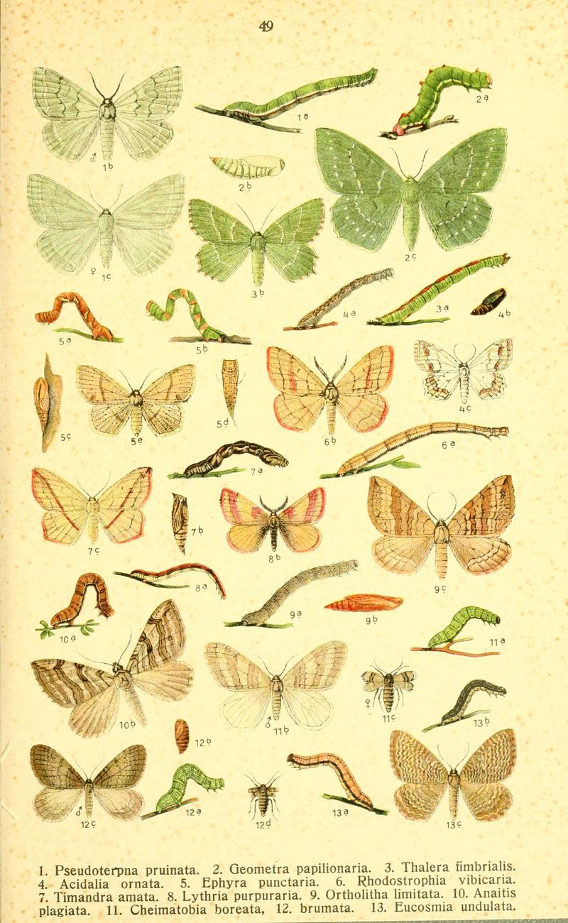Dieschmetterling14ecks 0435
