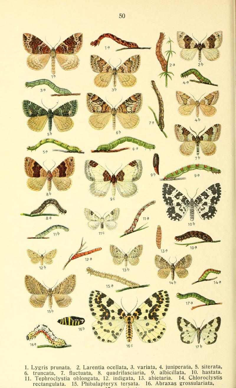 Dieschmetterling14ecks 0436