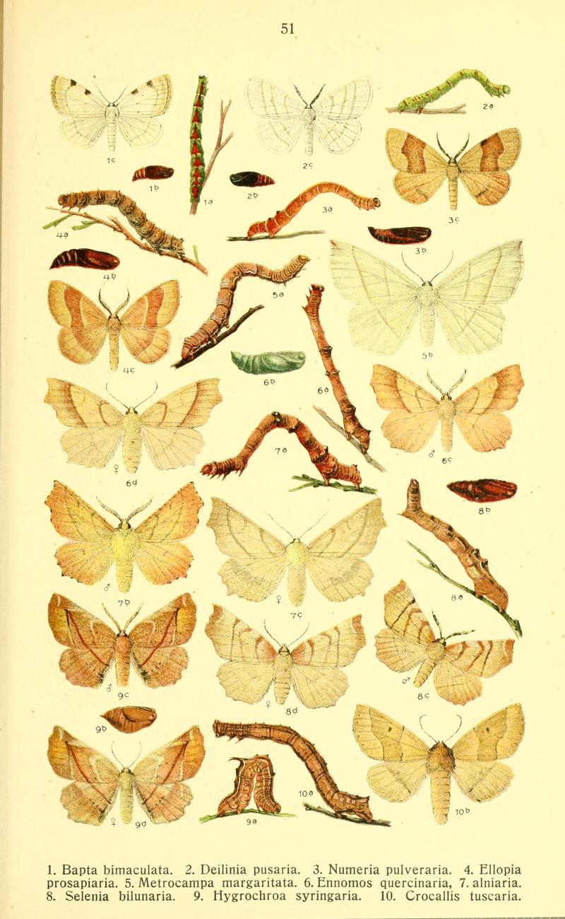 Dieschmetterling14ecks 0437