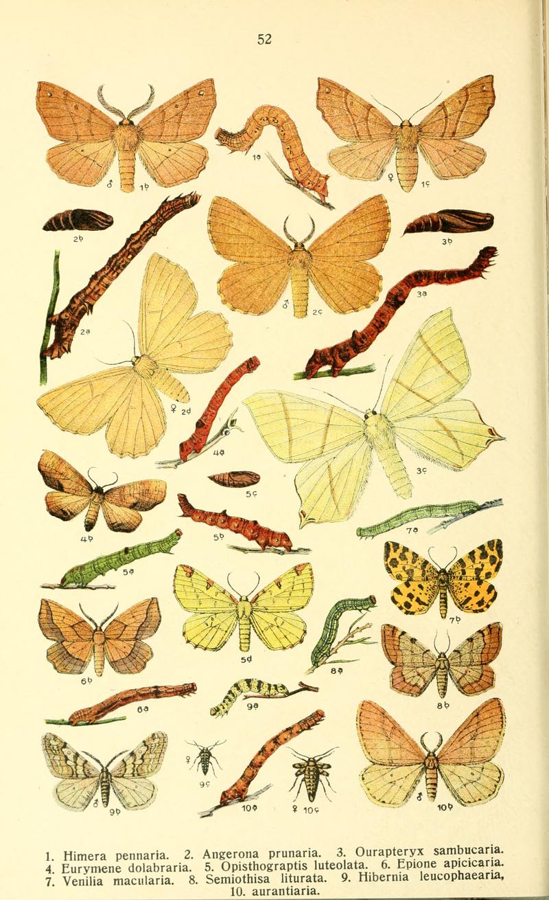 Dieschmetterling14ecks 0438