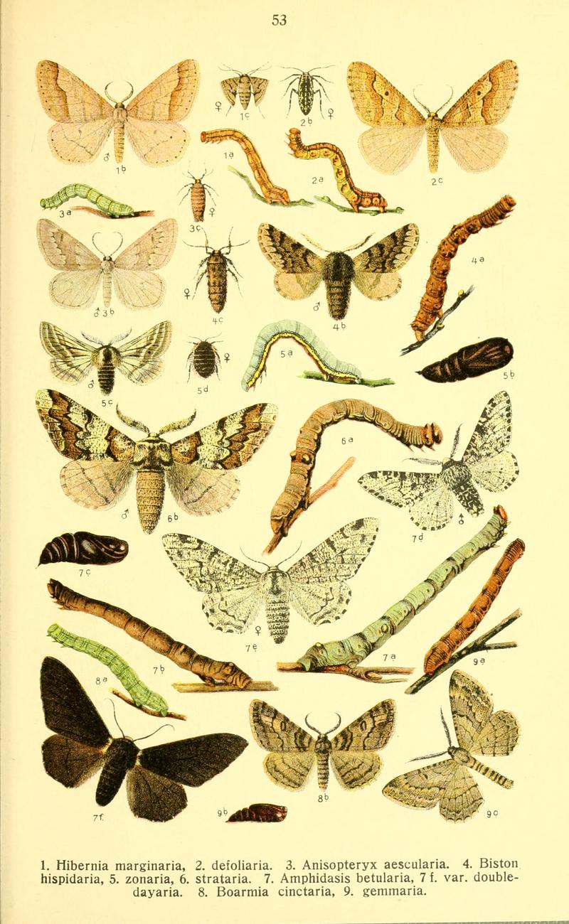 Dieschmetterling14ecks 0439