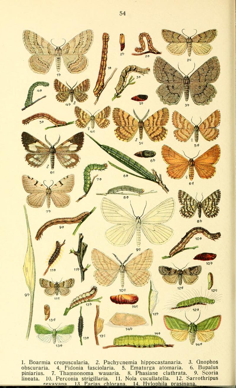 Dieschmetterling14ecks 0440