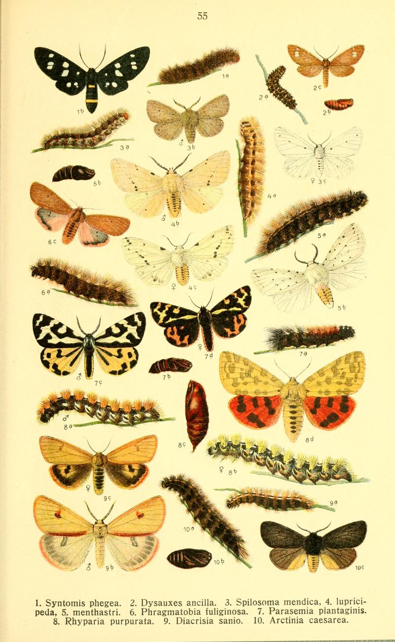 Dieschmetterling14ecks 0441
