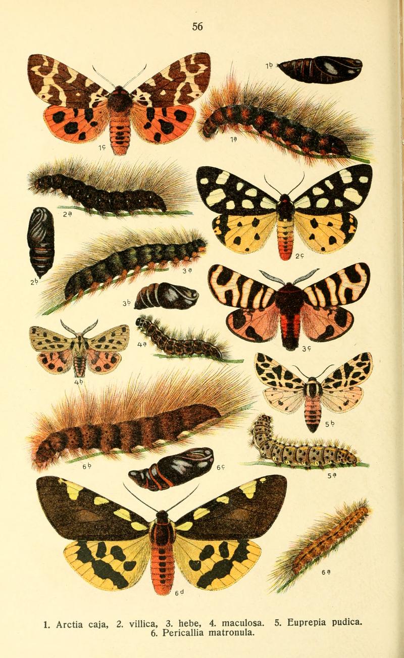 Dieschmetterling14ecks 0442