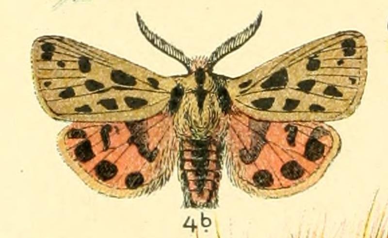 Dieschmetterling14ecks 0442 (cropped)
