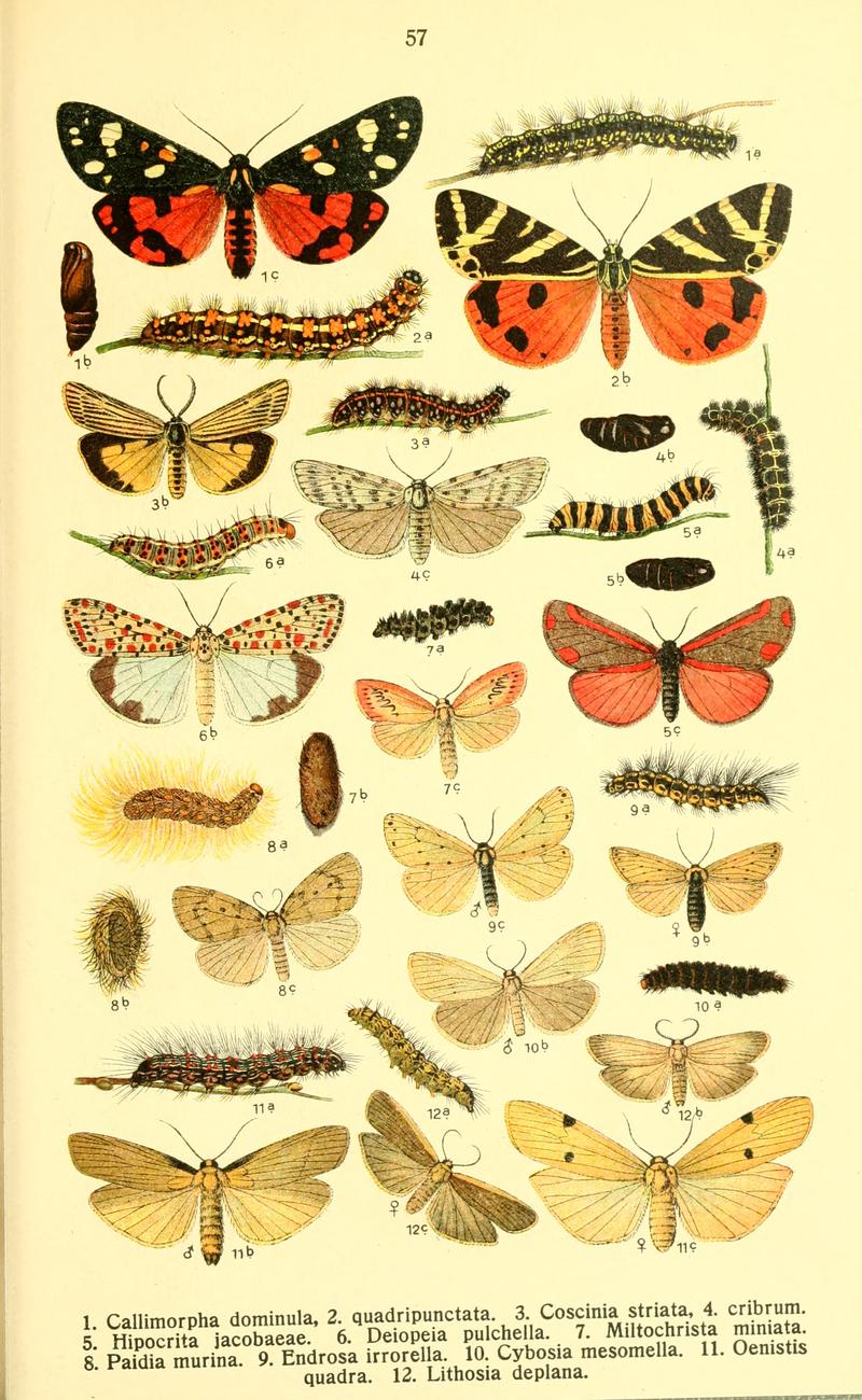 Dieschmetterling14ecks 0443