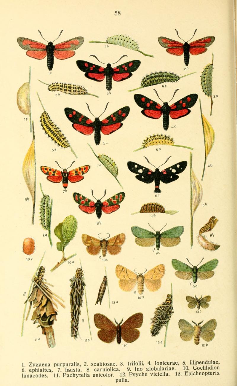 Dieschmetterling14ecks 0444