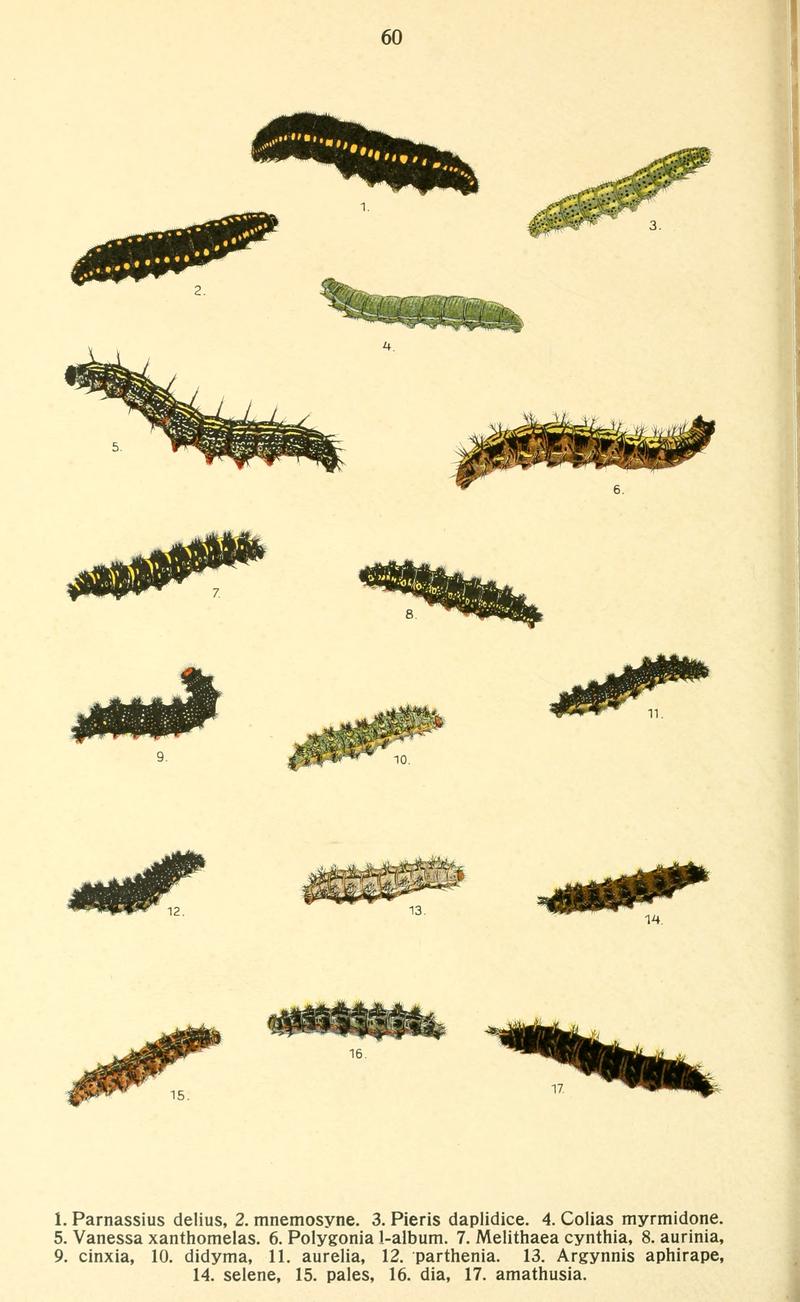 Dieschmetterling14ecks 0446
