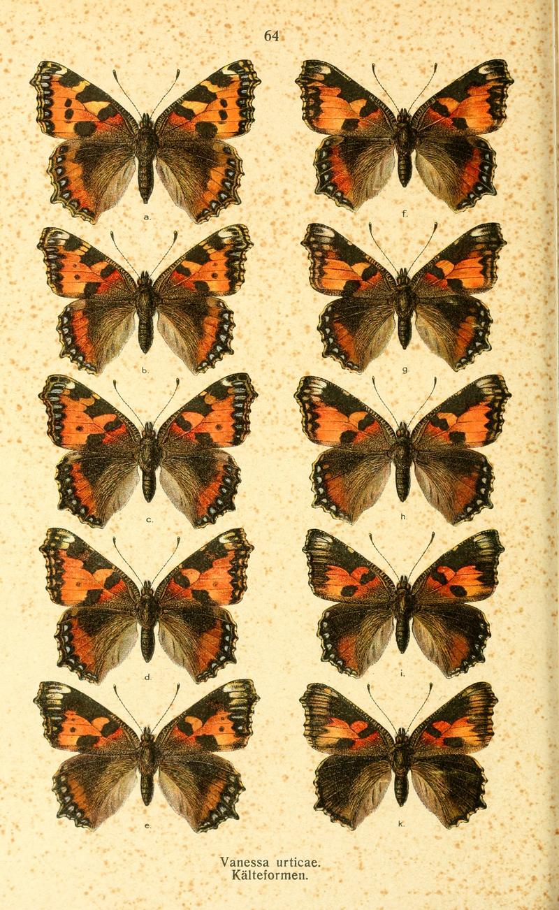 Dieschmetterling14ecks 0450