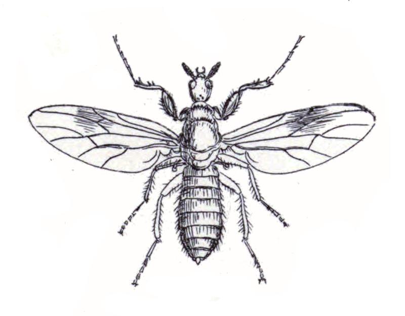 Dilophus spinatus f