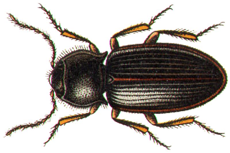 Dima elateroides