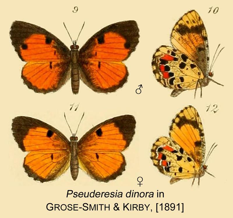 Dinora inGSK1891