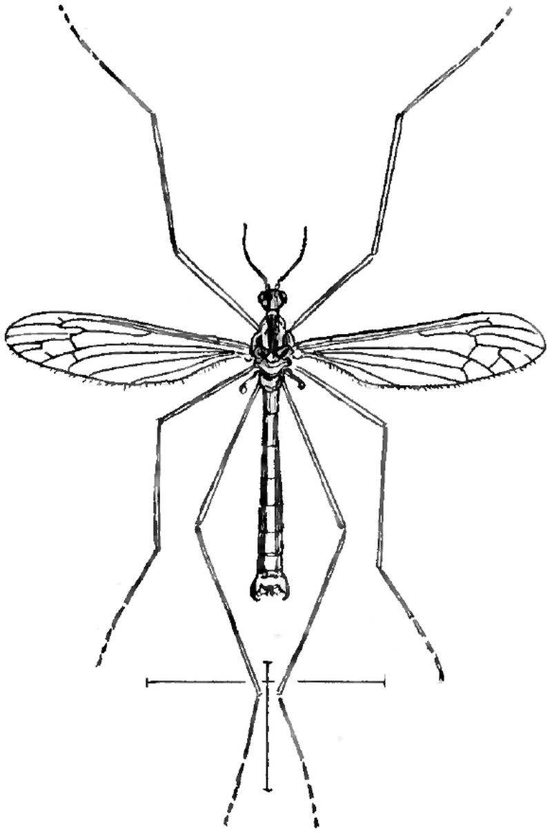 Diogma glabrata glabrata adult (from Francis Walker Insecta Britanica Vol 3 page 405 plate XXVII)