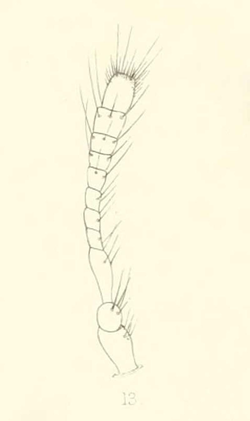 Diomus aberrans antenna 1894