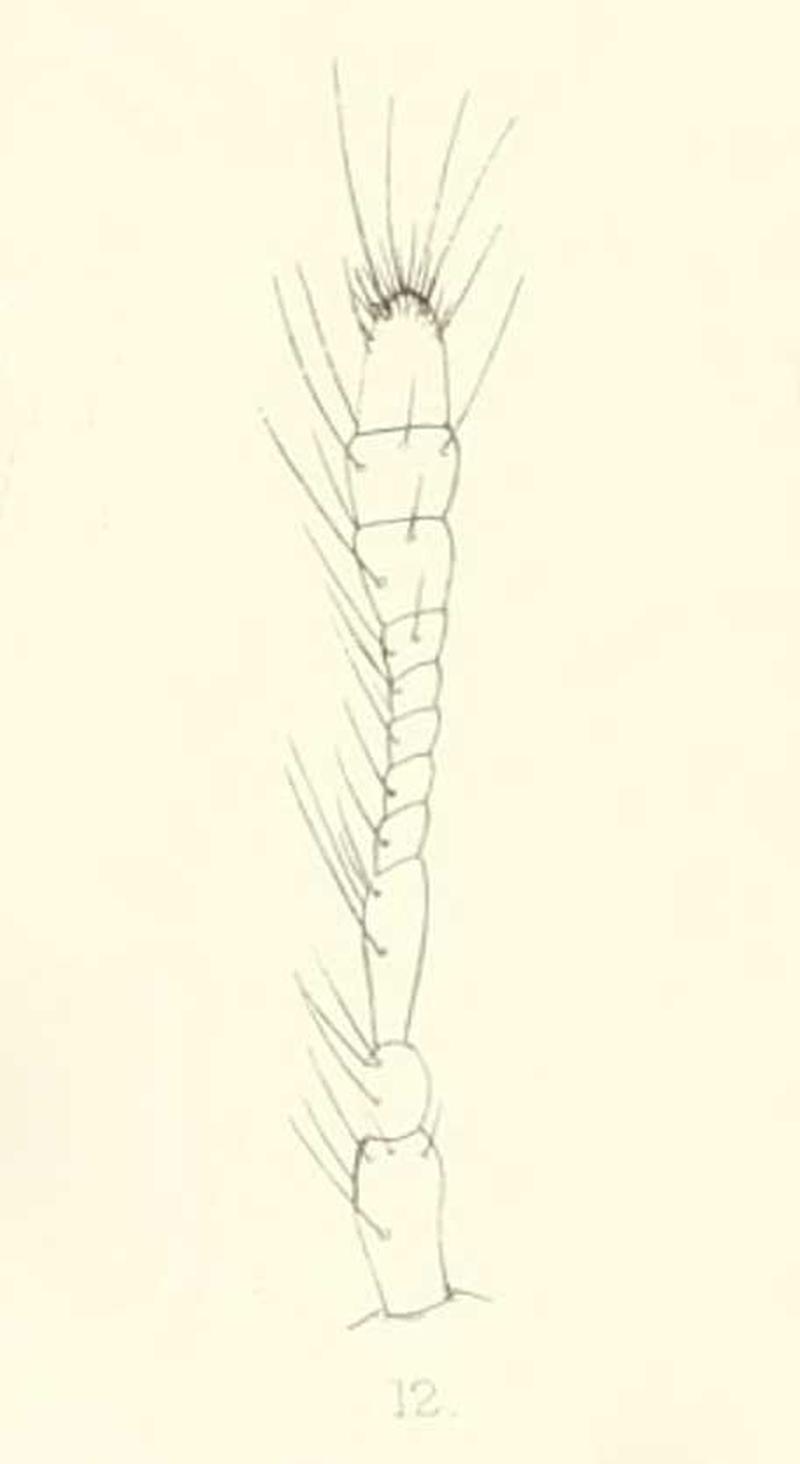 Diomus dohertyi antenna 1894