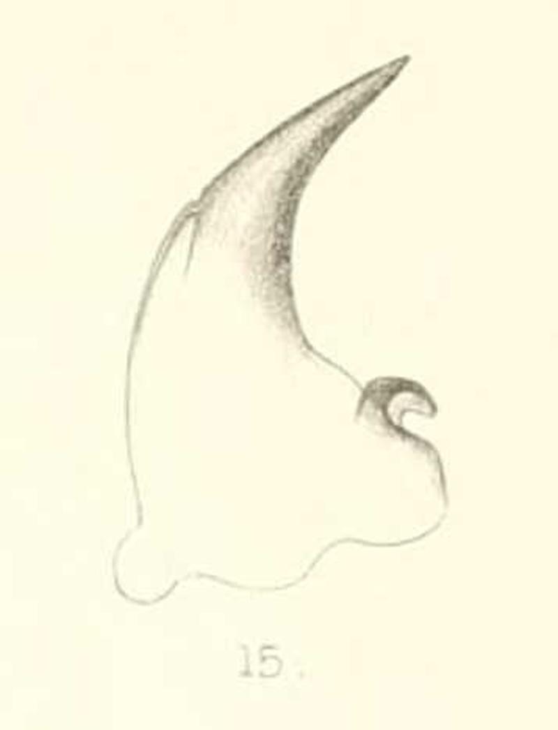 Diomus dohertyi mandible 1894