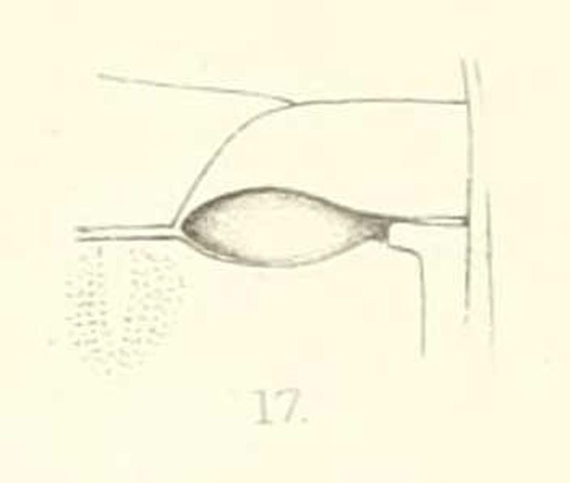 Diomus varians 1st abdominal segment & metasternum 1894