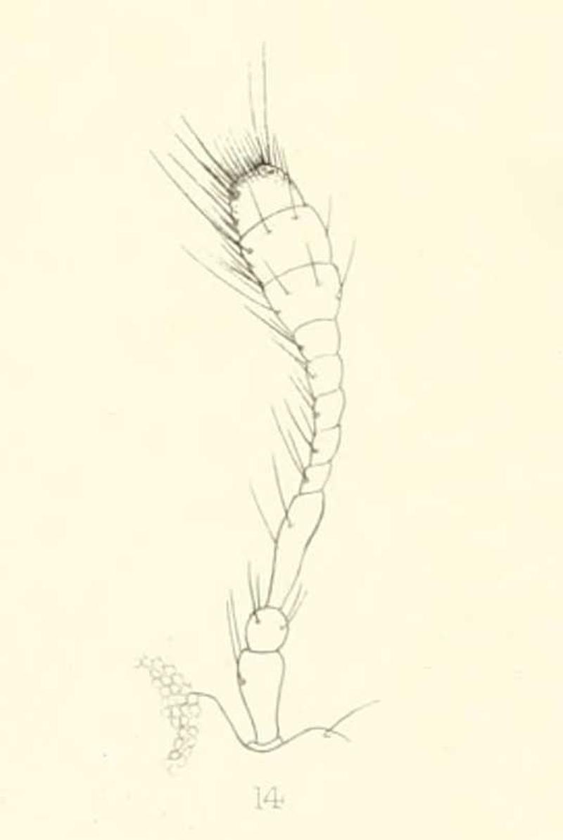 Diomus varians antenna 1894