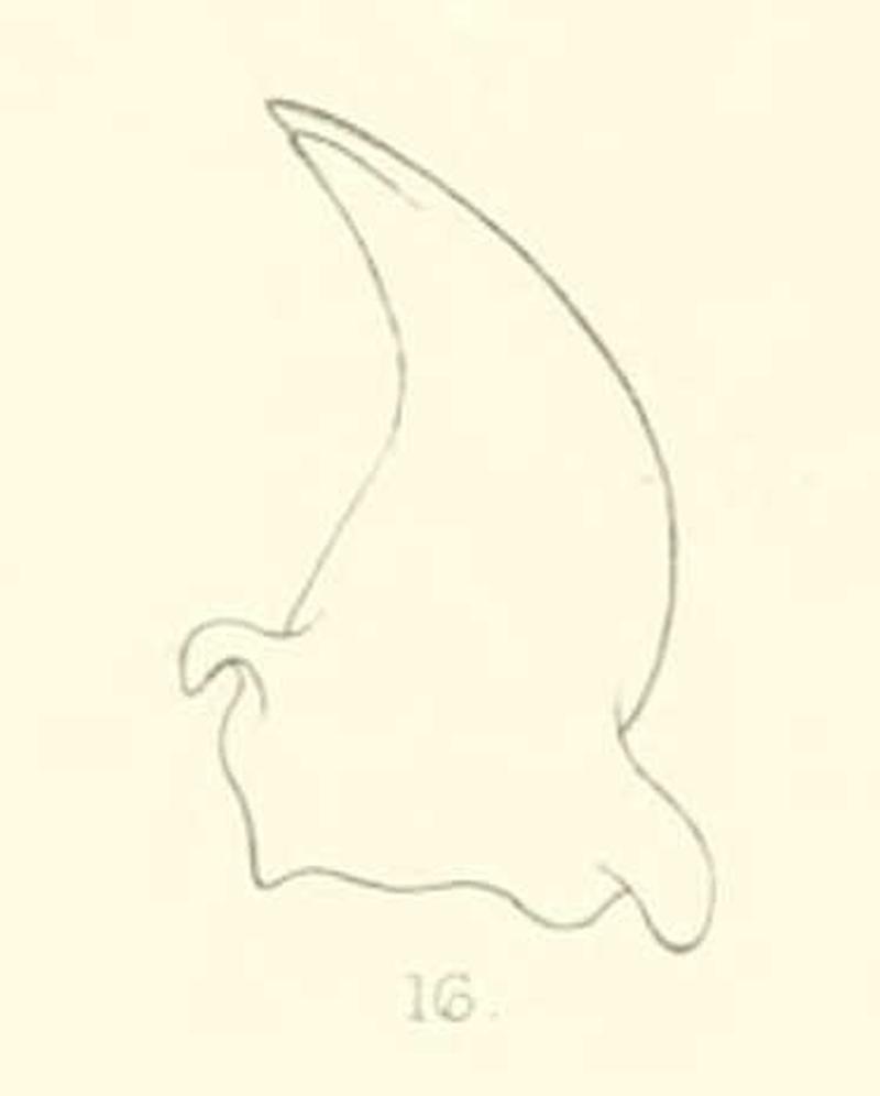 Diomus varians mandible 1894