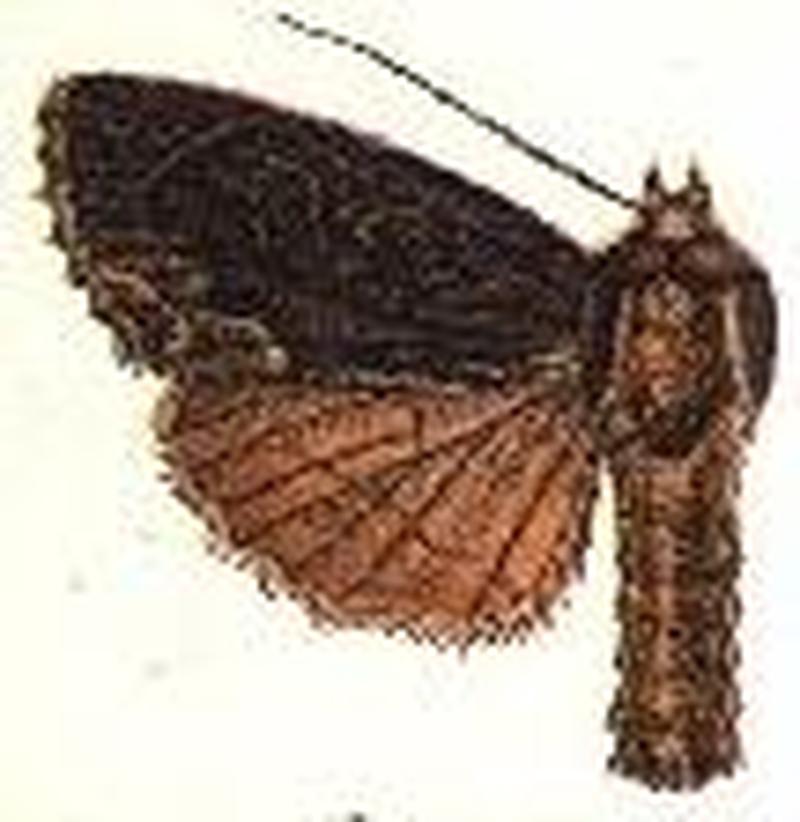 Dipterygia caliginosa