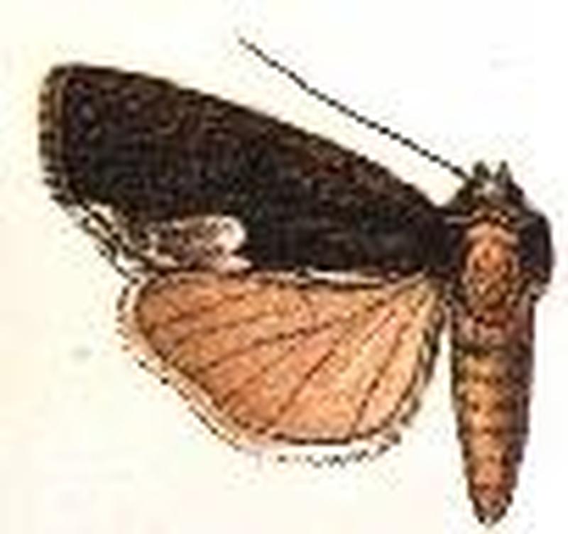 Dipterygia japonica