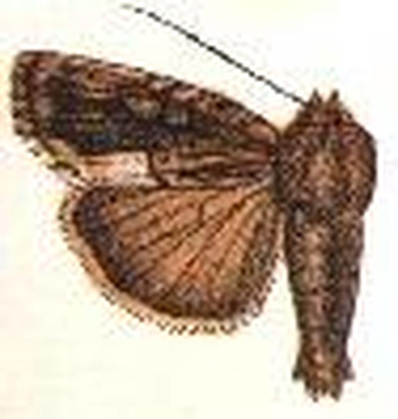 Dipterygia vagivitta