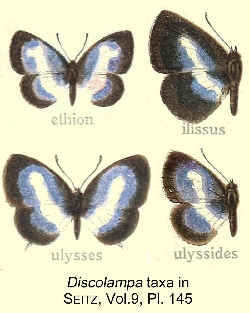 Discolampa inSeitzVol9
