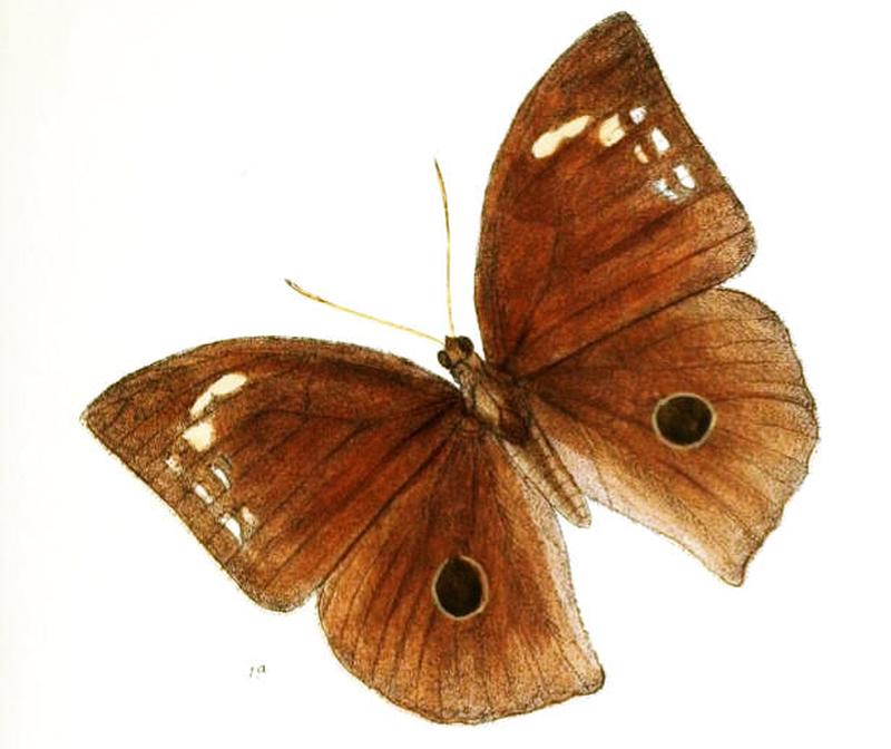 DiscophoraContinentalis150 1a