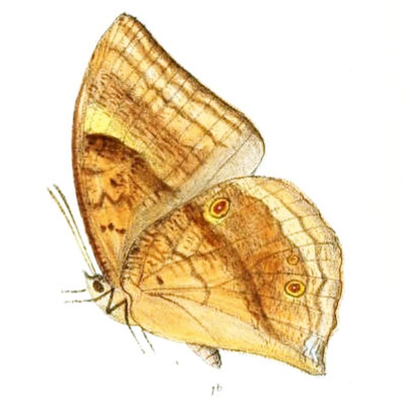 DiscophoraContinentalis150 1b