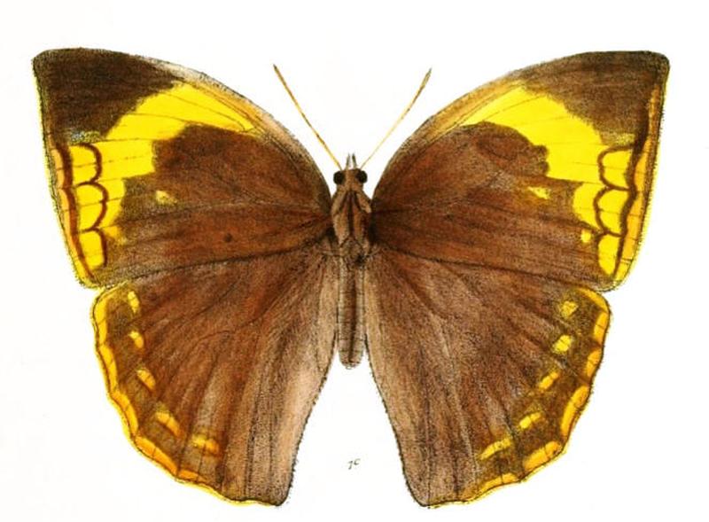 DiscophoraContinentalis150 1c