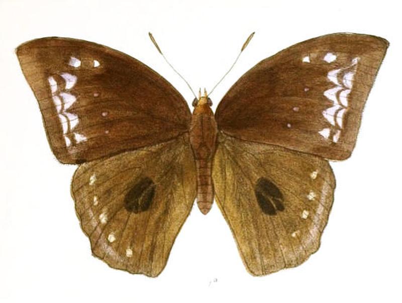 DiscophoraIndica153 1a