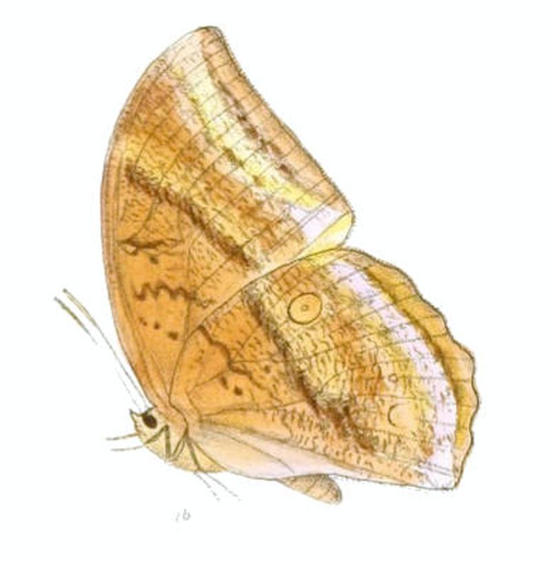 DiscophoraIndica153 1b
