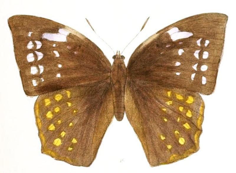 DiscophoraIndica153 1c