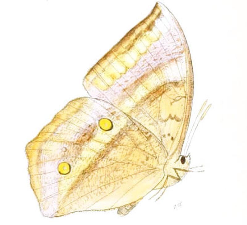DiscophoraIndica153 1d