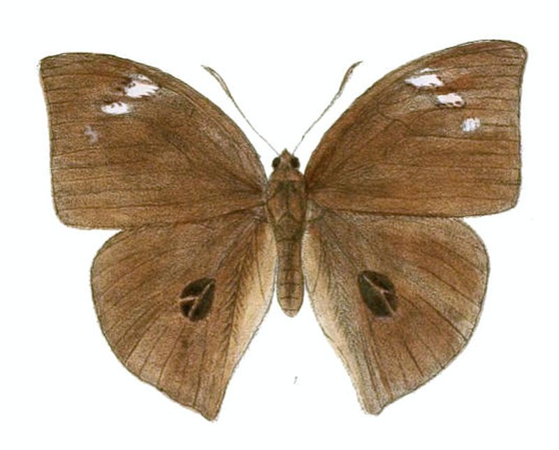 DiscophoraLepida151 1