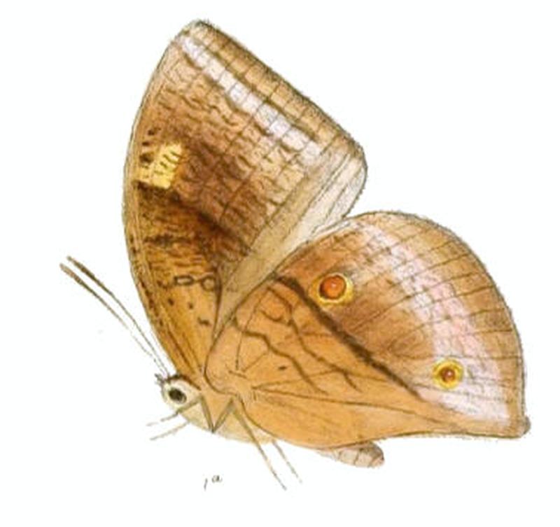 DiscophoraLepida151 1a